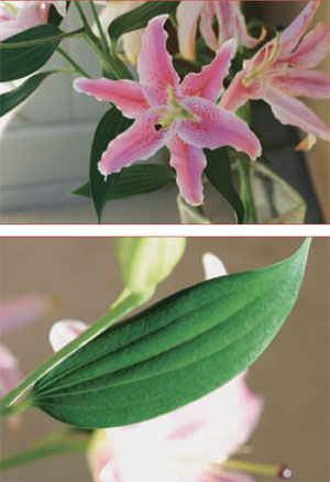 (TOP) The lily is an example of a monocot with flower parts typically found in multiples of three. There are three outer sepals, which in this example look identical to the three inner petals. The stigma has three lobes and there are six stamens. Florists will often remove the anthers from the stamens because they shed large amounts of pollen. (BOTTOM) The veins of leaves of monocots, such as this lily leaf, run parallel to each other.
