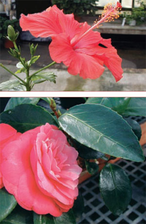 (TOP) The hibiscus flower is a dicot with five petals, five small green sepals, a five-lobed stigma, and many yellow stamens fused