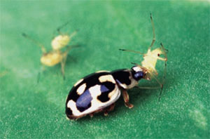 Lady beetles, also known as ladybugs, 