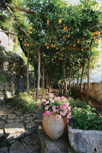 A small lemon grove 