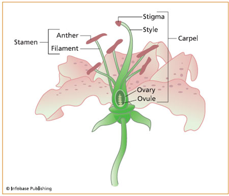 The female reproductive organ is called the carpel. The carpel