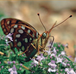 A butterfly uses its proboscis 