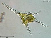 Ceratium hirundinella, a dinoflagellate