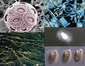 Clockwise from top-left: a haptophyte, some diatoms, a water mold, a cryptomonad, and Macrocystis, a phaeophyte
