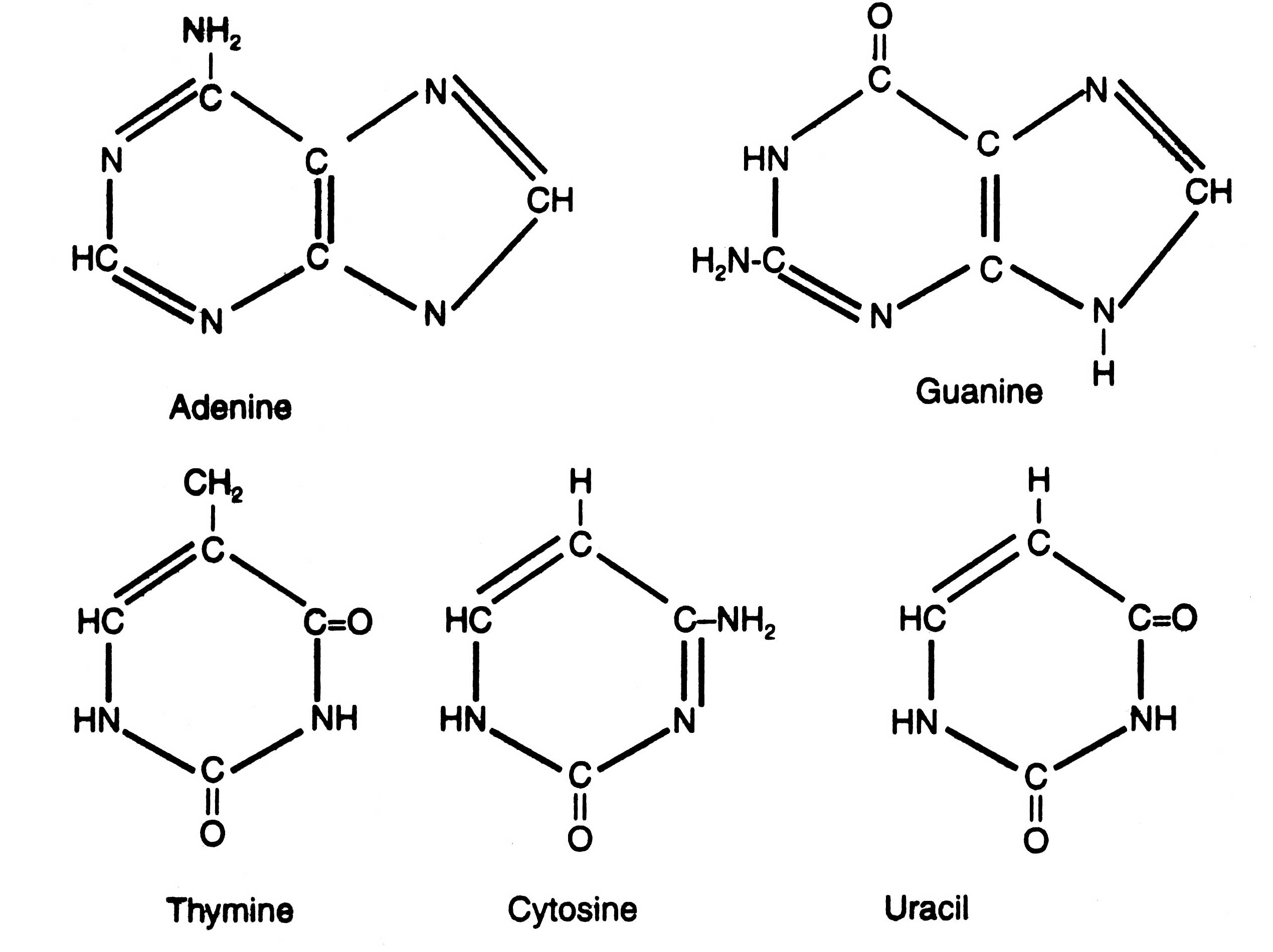 chemical-nature-of-dna-gene-technology