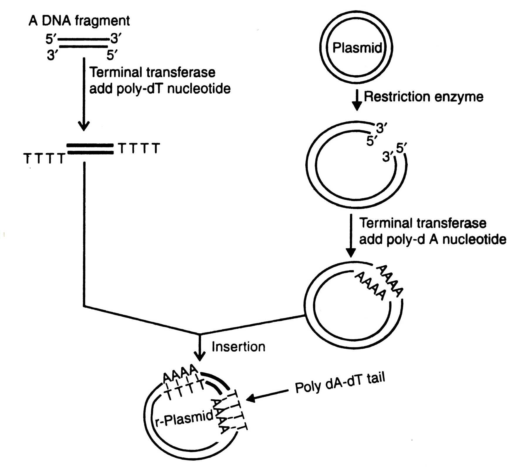Insertion of a Foreign DNA Fragment into a Vector - Genetic Engineering  Technique