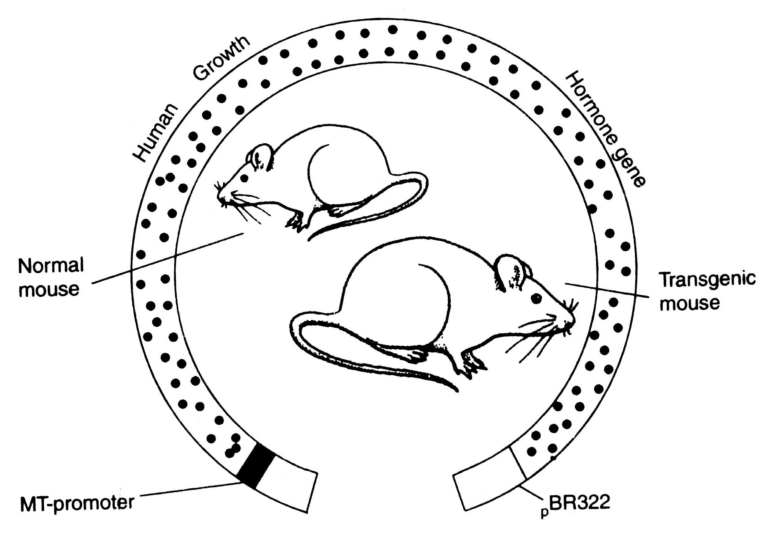  transzgenikus egerek előállítása; MT, metionin