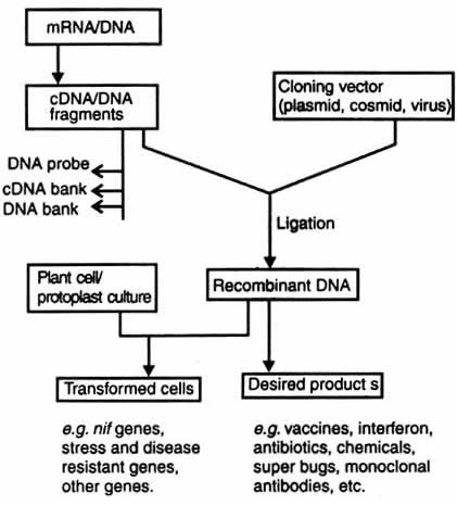 human genetic engineering diagram