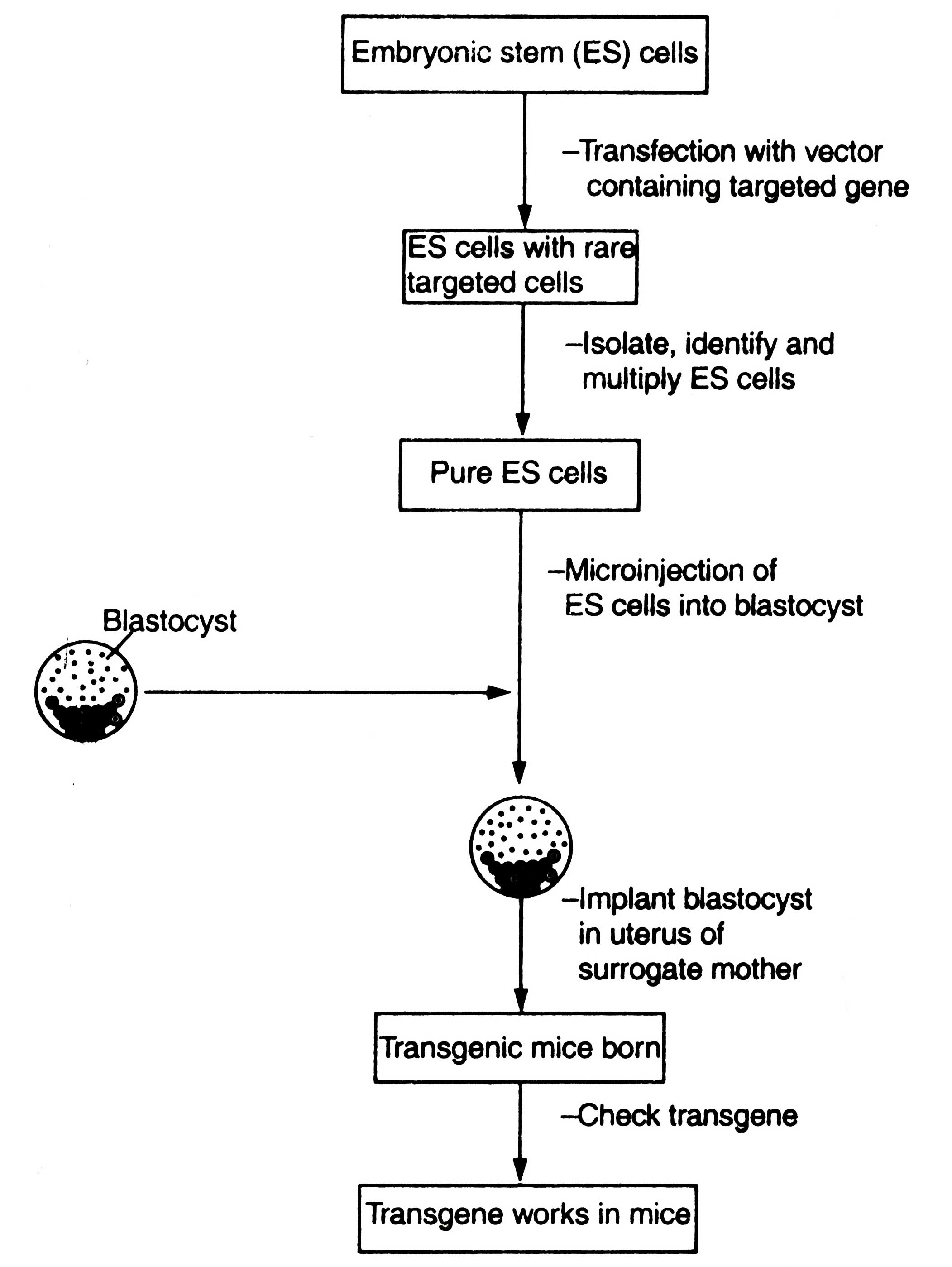 Transgenic Animals - Animal Biotech diagram of stages of genetic engineering 