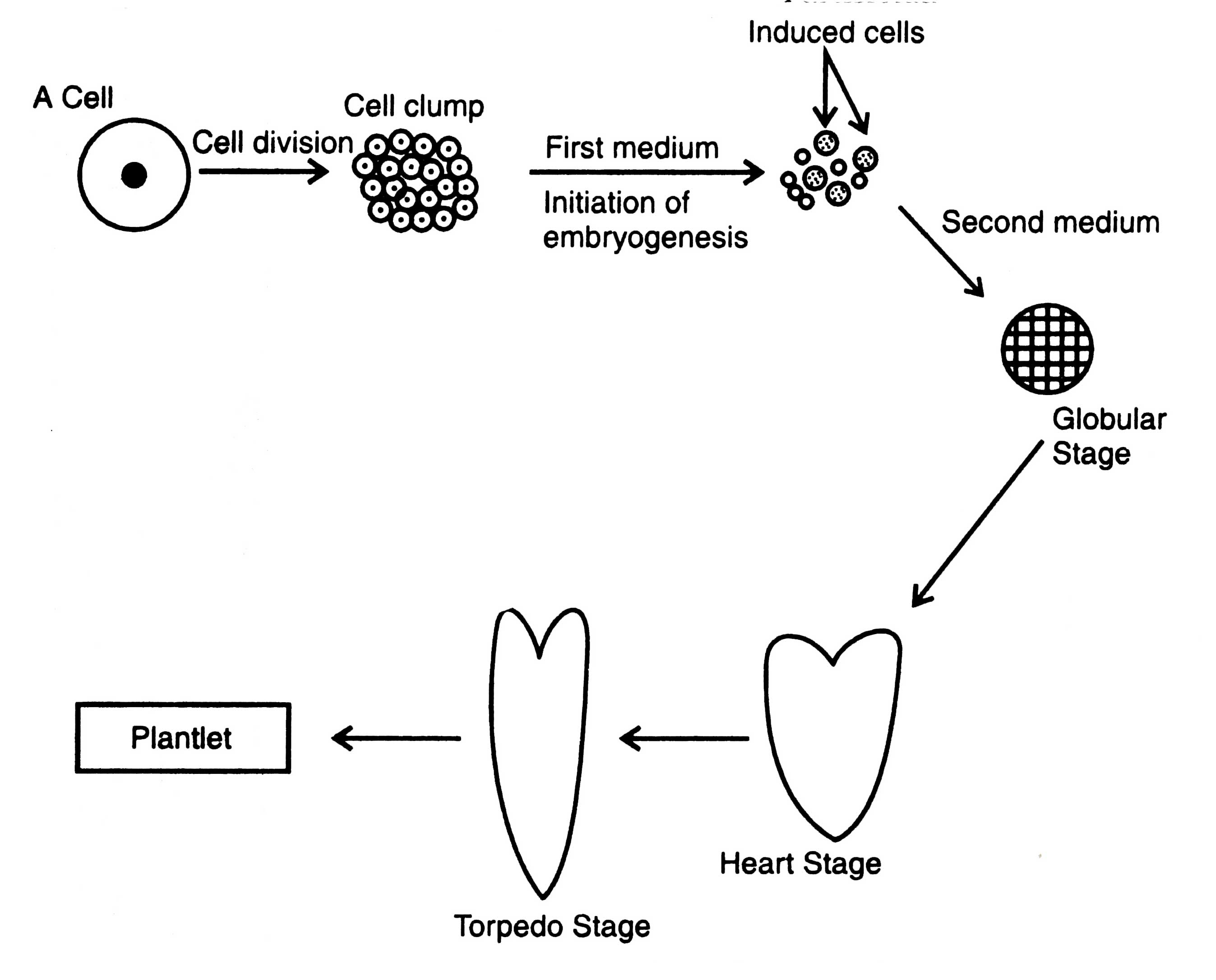 Somatic Embryogenesis - In Vitro Culture Techniques | Plant Biotechnology