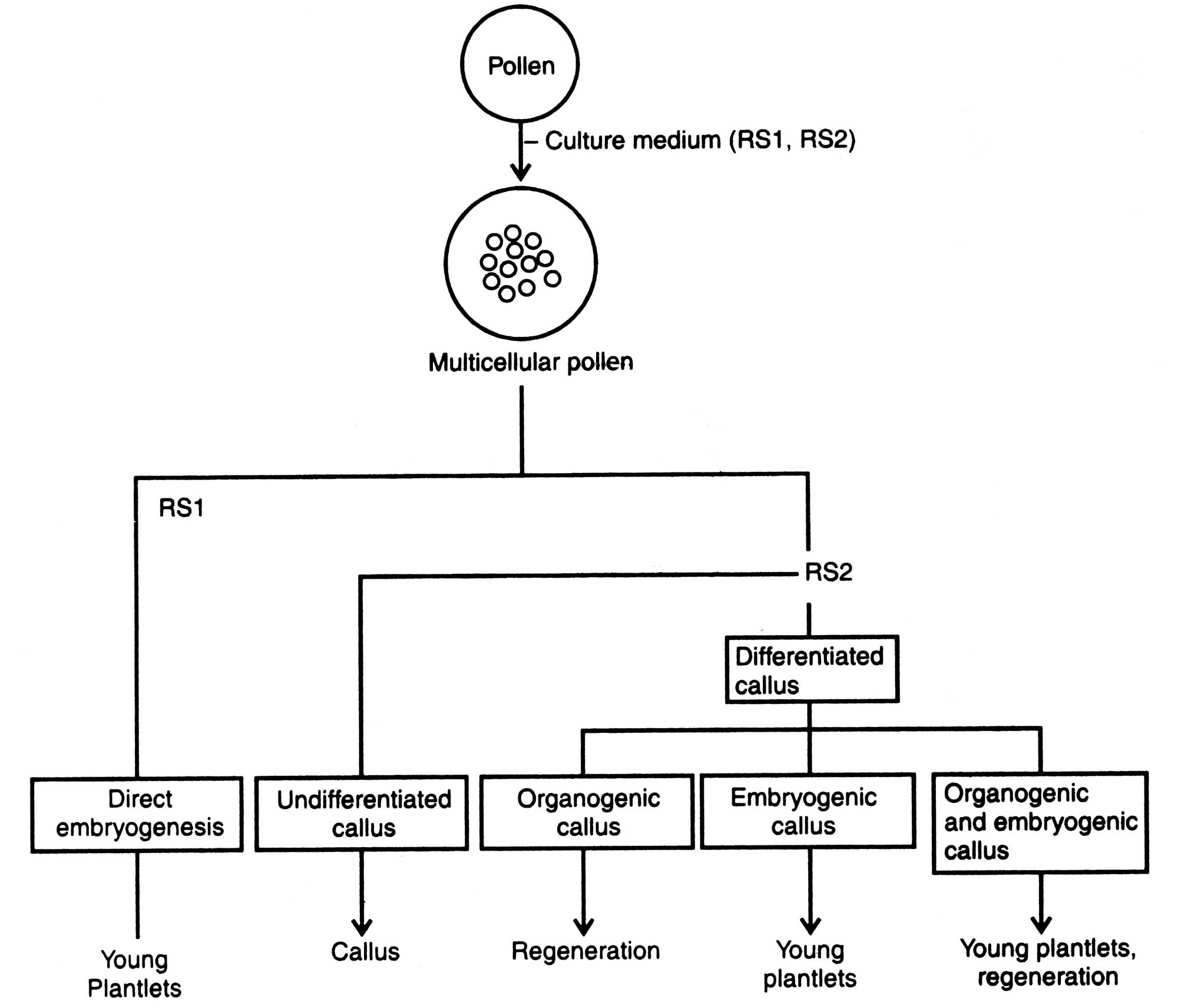 In Vitro Androgenesis In Vitro Culture Techniques Plant Biotechnology