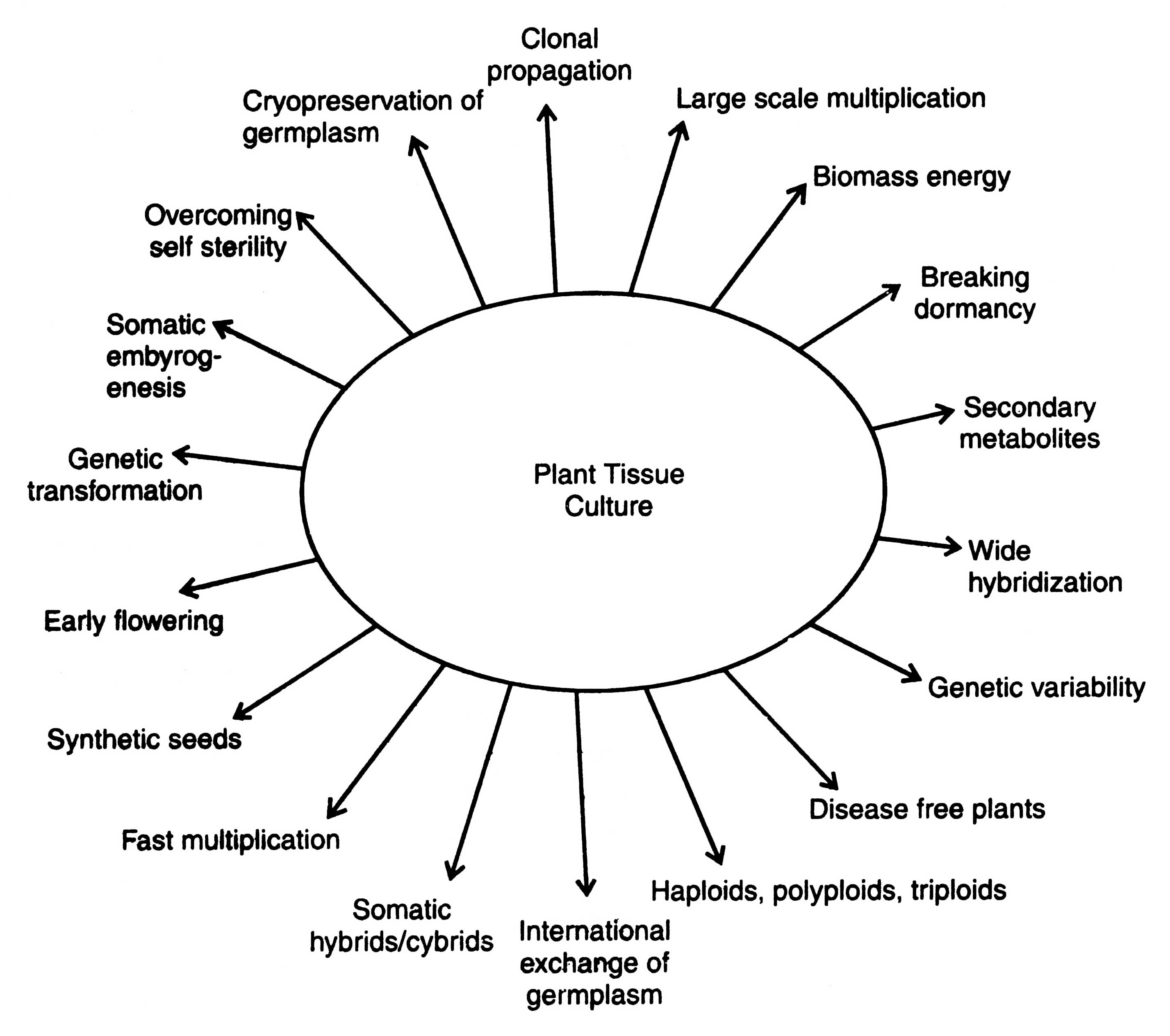 Biotechnological Applications Of Plant Cell Tissues Organ Cultures