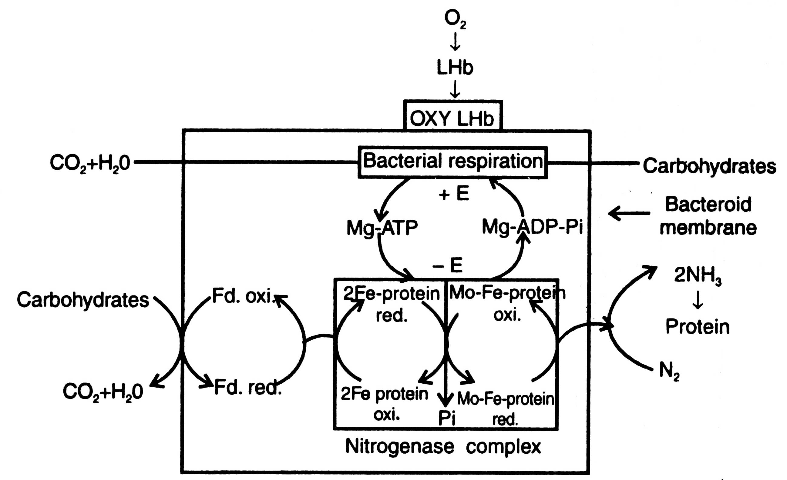 mechanism-of-nitrogen-fixation-in-root-nodules-biological-nitrogen