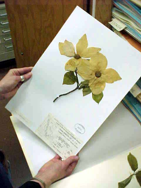 Uses of Herbarium 