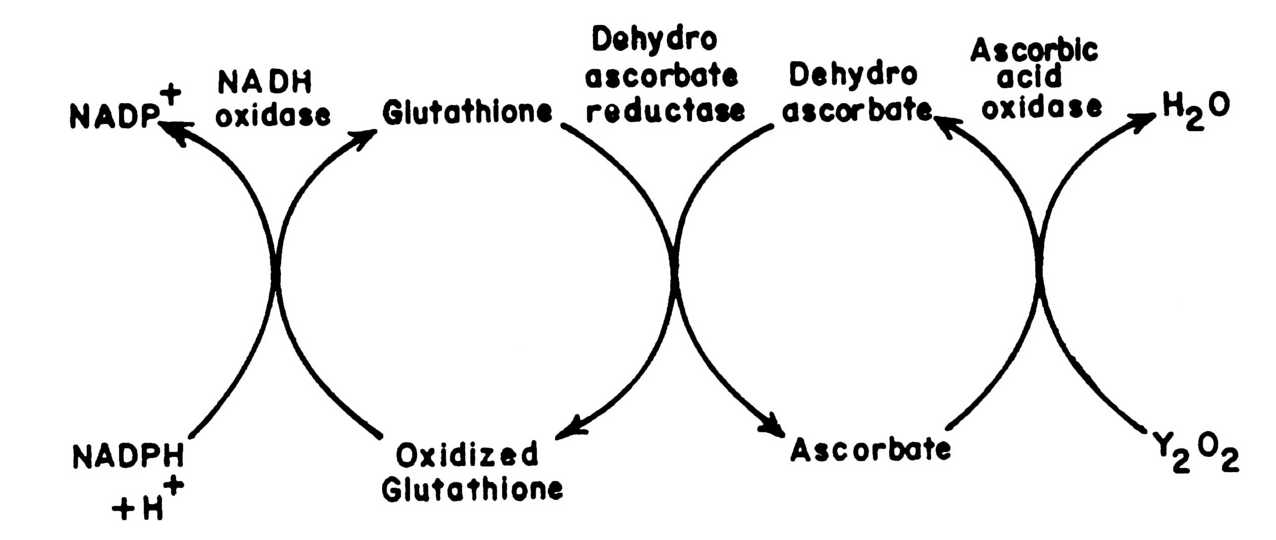 Cycle ist or er. Глутатион НАДФ. Оксидаза. Аскорбат глутатионовый цикл. Аскорбат Зависимое.