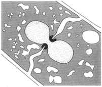 The end wall of a cell, showing a central perforation through which a nucleus is passing. Drawn from an electron micrograph.