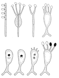 Basidiospores are most commonly formed on a clubshaped hypha, butalso can take the form shown at left. In the lower right-hand comer, the fusion of nuclei to create the diploid condition, which is then followed by meiosis to produce haploid basidiospores.
