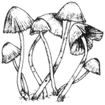 Coprinus. At maturity, the pileus breaks down into an inky mass