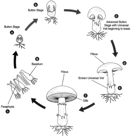 Mushroom development. (a) and (b) Button stage. (c) Development further advanced, with the universal veil beginning to break. (d) The pileus. (e) The universal veil broken. (f) The gills in the pileus. (g) A basidium, which grows from the surface of the gill. (h) Paraphysis