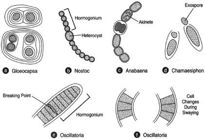 Oscillatoria Bacteria Labeled