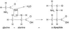 Two amino acids linked by a dehydrolysis reaction and by a peptide linkage produce a dipeptide.