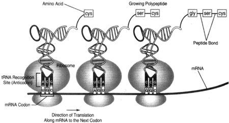 When m-RNA molecules leave the nucleus, they goto the ribosomes, which function as protein assembly plants. The m-RNA molecules then impart to the ribosomes information implanted on the m-RNA molecules by contact with DNA; specifically, the m-RNA moleculest ell the ribosomes which particular amino acid to place on line in the assembly of protein. Here, the codon UGC has caused the ribosome to place the amino acid cysteine on line; and the codon AGU, having passed through the center ribosome, has caused serine to be connected to the previously placed cysteine.