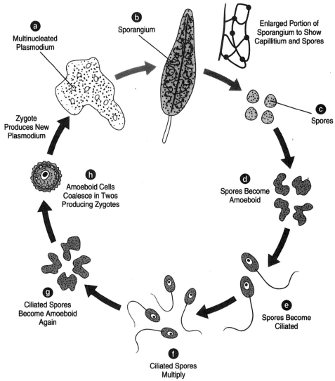 The life cycle of Stemonitis. (a) The multinucleated plasmodium and (b) The sporangium. At the right of the sporangium, a portion of sporangium much enlarged to show capillitium and some spores. (c) Spores, which become amoeboid, (d), and then ciliated, (e). The spores then multiply, (f), and again become amoeboid, (g). The amoeboid cells coalesce in twos, producing zygotes, (h), which, in turn, produce a new plasmodium.