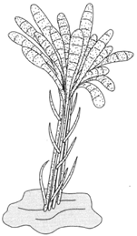 A synnema: tightly compacted hyphae bearing conidiospores