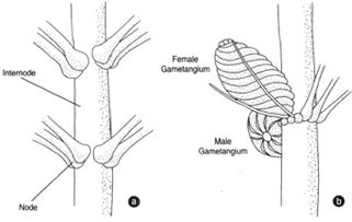 Chara, a stonewort: (a) a portion of stem showing nodes and internodes; (b) male and female gametangia