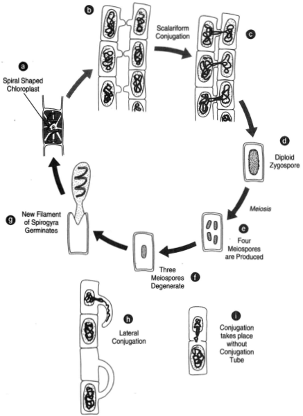 oedogonium life cycle