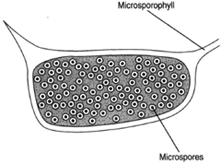 Microsporangium with microspores.The microsporangium is borne on the 