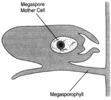 A megasporangium, showing the megaspore mother cell before meiosis. The megasporangium is borne upon the upper surface of the megasporophyll.