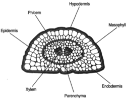 Cross section of pine leaf.