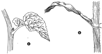 (a) Leaves petiolate. (b) Leaves sessile.