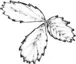 Guttation in a strawberry leaf