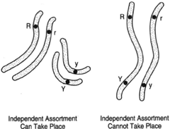 At left, genes R and Y are on separate chromosomes, and independent assortment can occuAr. t right, the genes are on the same chromosome (linked), and independent assortment therefore cannot take place.