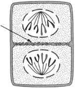 When a plant cell dividetsh,e new cell membrane that divides the two cells begins near the center and grows in an outward direction, as shown at