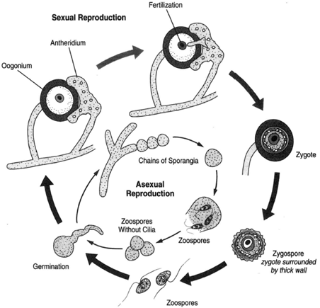 Oomycetes Life Cycle