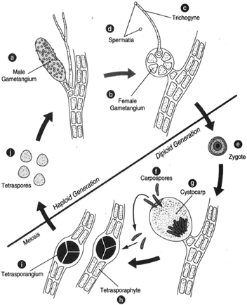 Polysiphonia life cycle showing alternation of diploid and haploid generations. A broken line separates the diploid forms from the haploid forms. (a) Male gametangium with spermatia; (b) female gametangium with richogyne, (c); (d) spermatia, one in contact with the tip of the trichogyne; (e) zygote; (f); carpospores; (9) cystocarp; (h) tetrasporophyte; and (i) and (j) tetraspores.