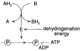An elaboration of figure 10-8. As hydrogen is passed from one molecule to another, energy is released and used in the manufacture of ATP.
