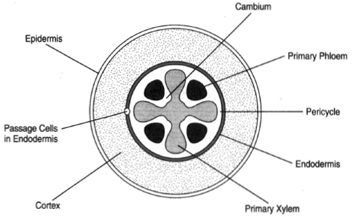 Cross section of a root exhibiting no secondary growth. The position of the cambium lies between the primary tissues. (b) Passage cells lie in the endodermis.