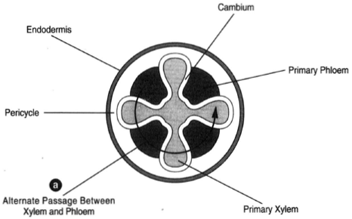 Portion of a root exhibiting only primary growth and lying within the endodermis. A circle traced as shown at (a) passes alternately through primary xylem and primary phloem. Only a root exhibiting no secondary growth possesses this configuration.
