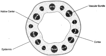 Cross section of an herbaceous dicot stem having a hollow center
