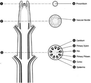 woody dicot stem cross section
