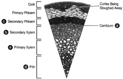 Cross section of a woody stem exhibiting no more than one year of secondary growth. (a) The cambium, represented by a single line. (b) The secondary xylem. (c) The secondary phloem.  (d) The pith. (e) Primary xylem