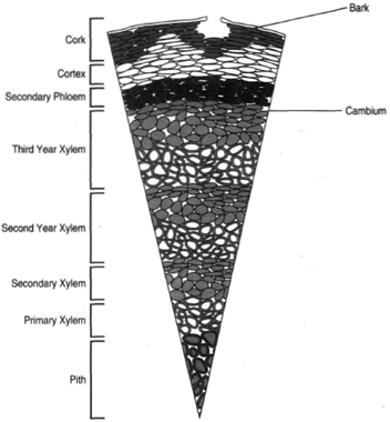 Cross section of a woody stem exhibiting three yearosf secondary growth
