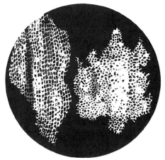 Cork cells as seen by Robert Hooke in 1665. Among his comments was that it “seems to be like a kind of Mushrome.”