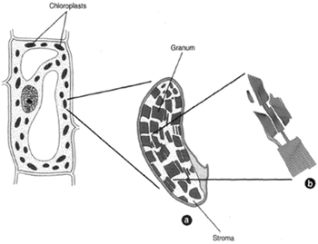 Figure 2-10 Under low magnification a chloroplast appears uniformly green. High