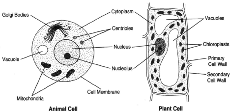 The Cell Doctrine | The Cell | Introduction to Botany | Botany |  