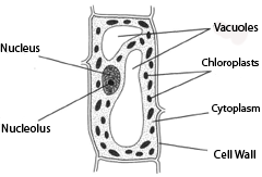 Plant cell as seen through a light microscope: nucleolus, nuclceeulls wall, cytoplasm, chloroplast, and vacuole.